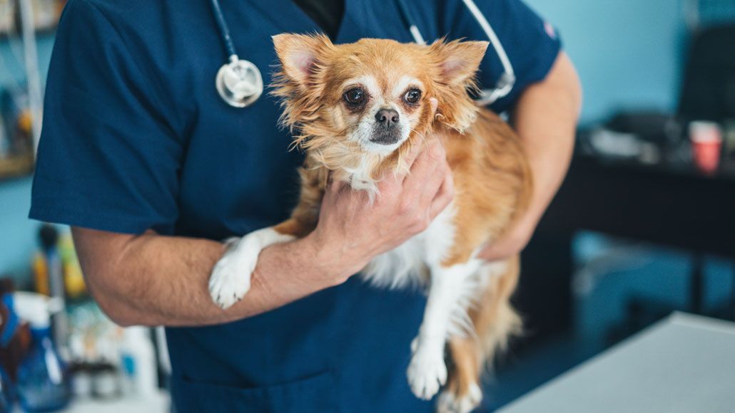 Image result for dogs coronavirus